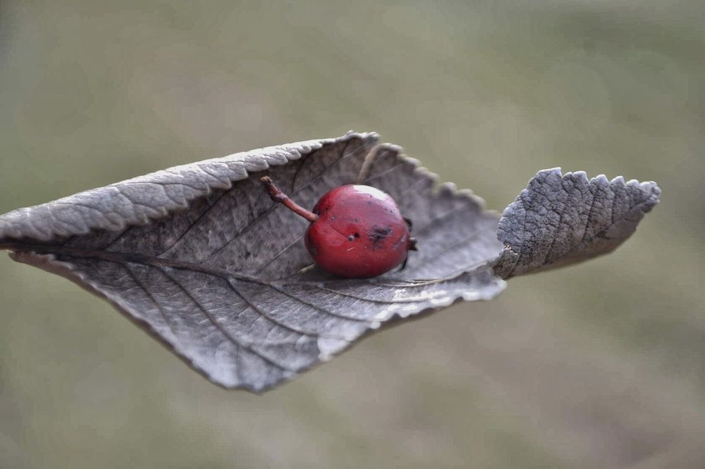 Райское яблочко