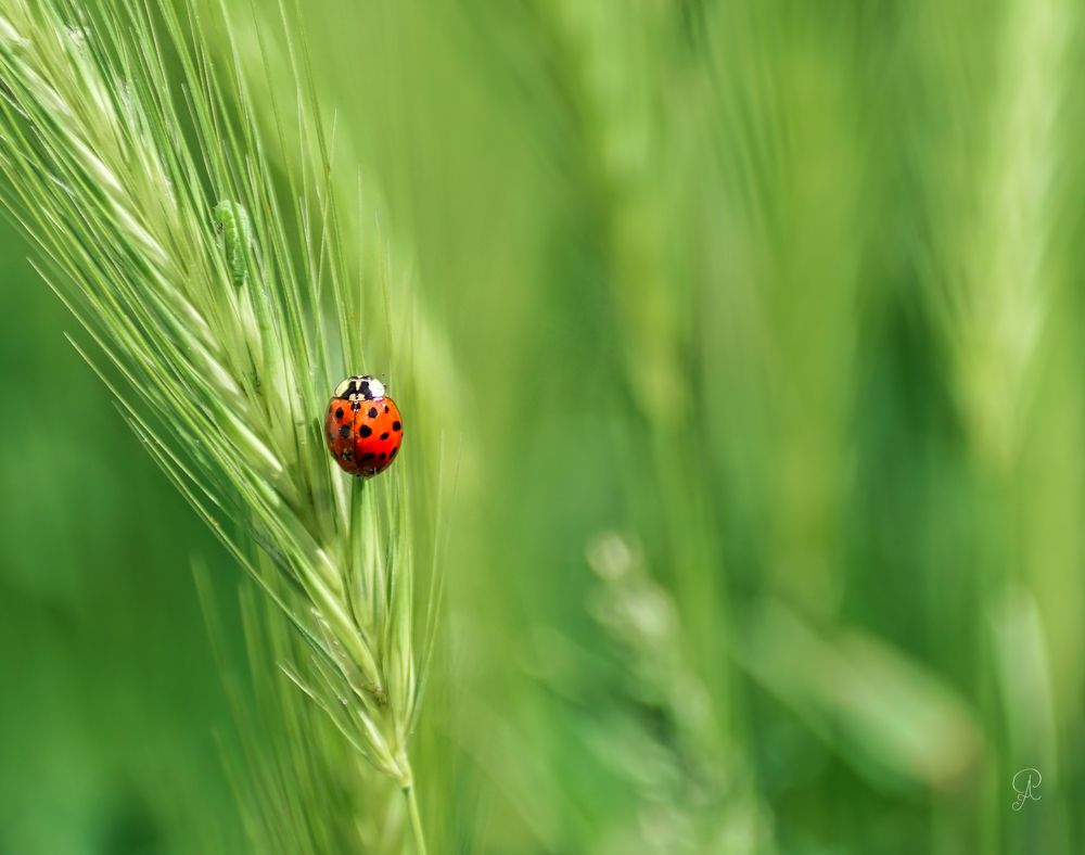 Photograph by POPOVICI ADRIANA