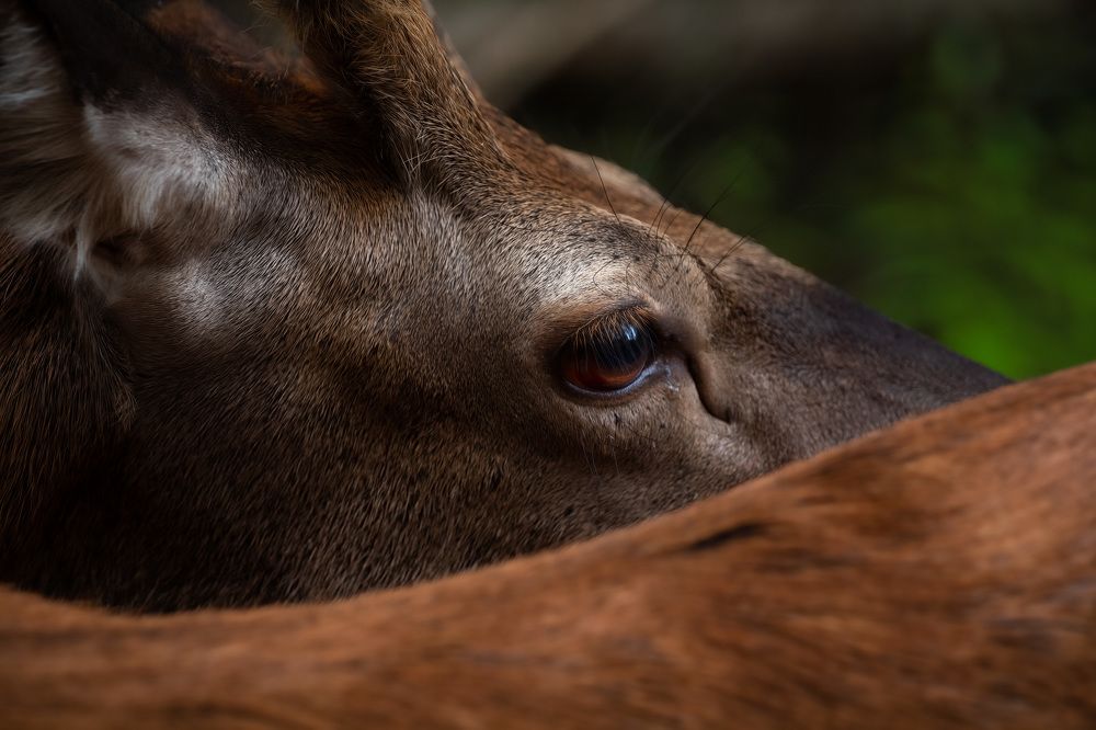 Photograph by Катарина Коземерчак