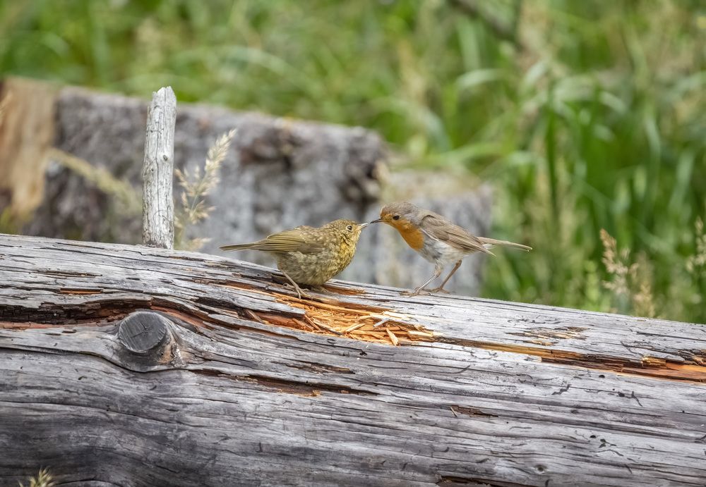 Photograph by Катарина Коземерчак
