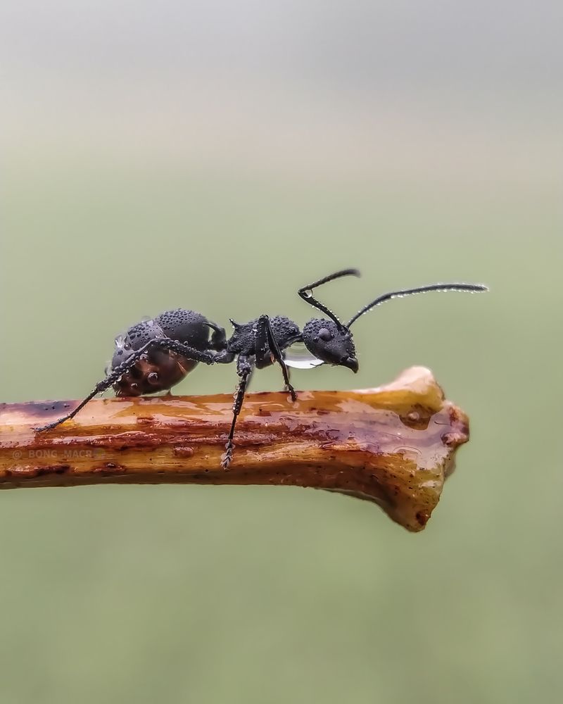 Polyrhachis dives