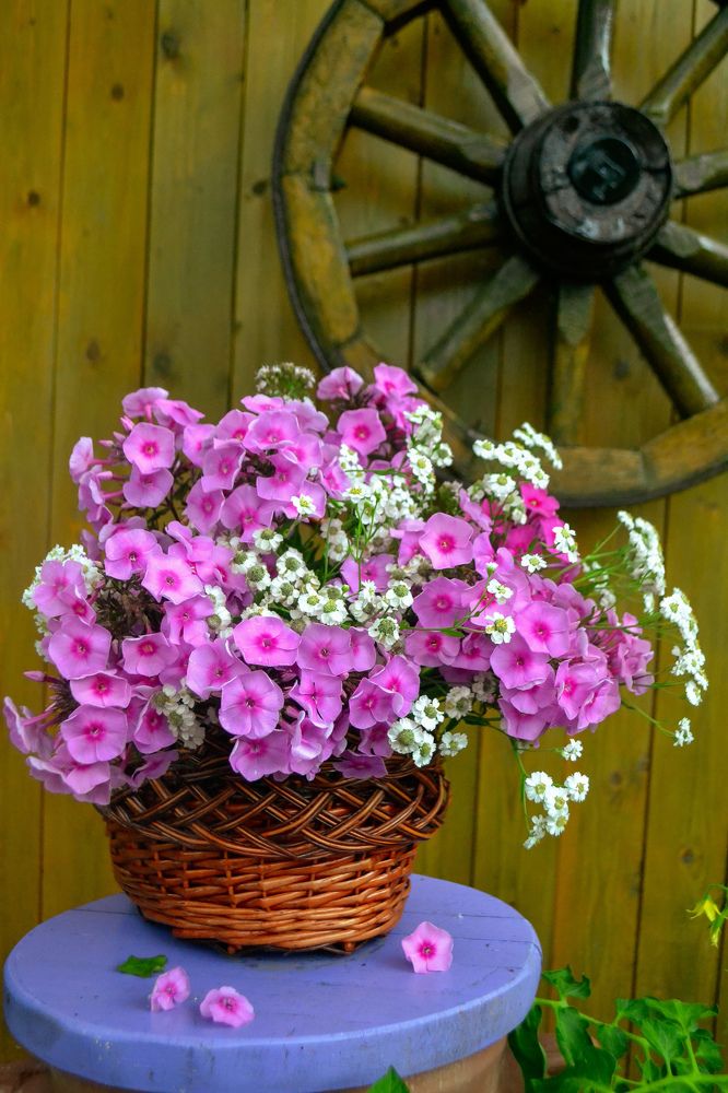 Фотография автора Марина Гусева