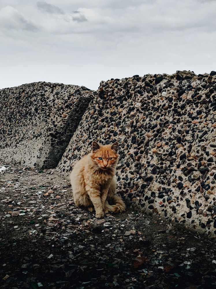 A Warm Cat in Cold Weather
