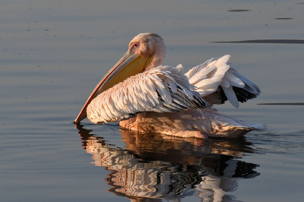 Pelican