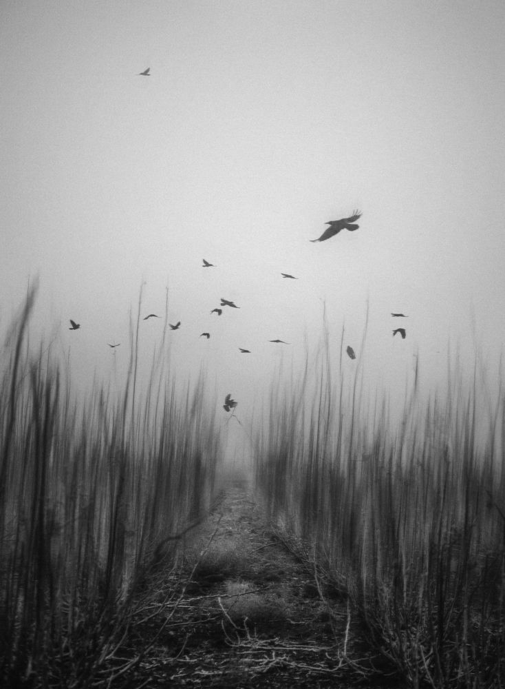 Photograph by Mehdi Zavvar