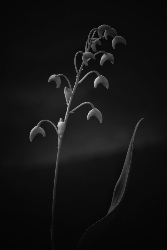 Photograph by Ирина Шумкова