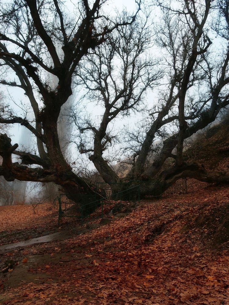 Photograph by Julliya