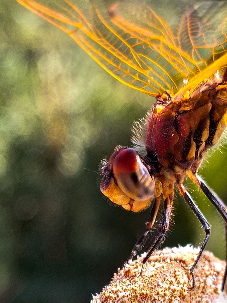 Dragonfly
