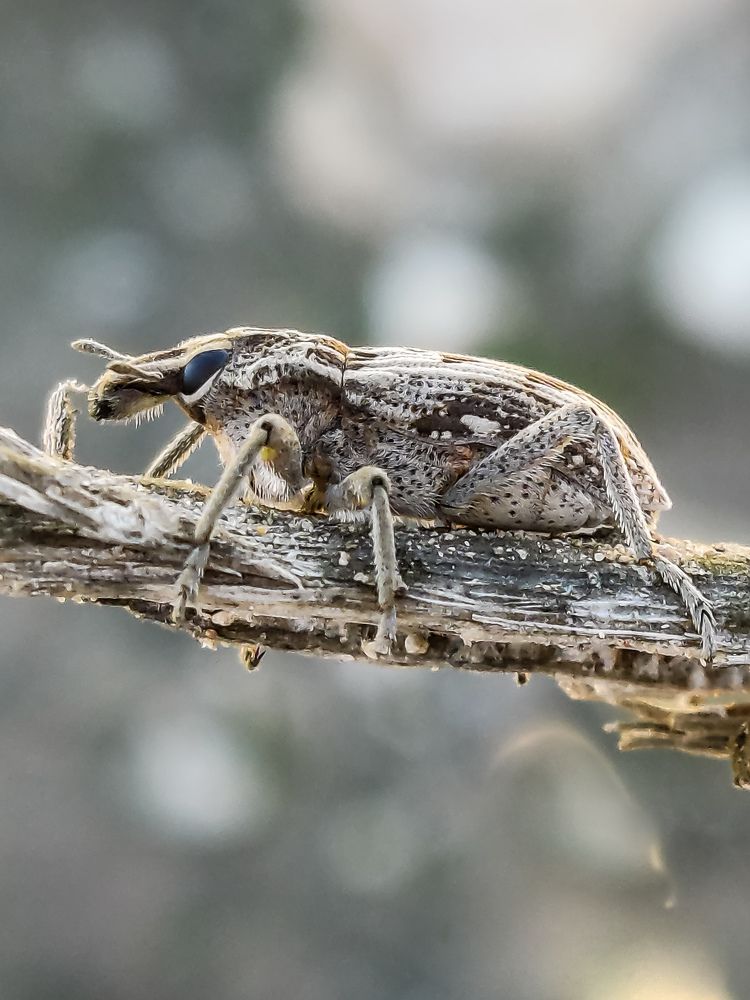 Photograph by Anass Aouissi