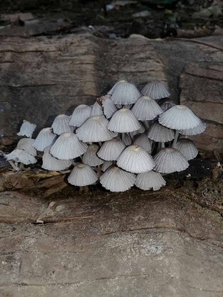 Umbrella-like mushroom