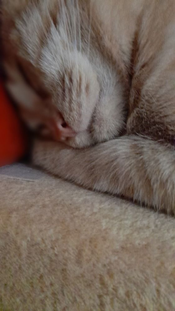 Сны рыжего кота