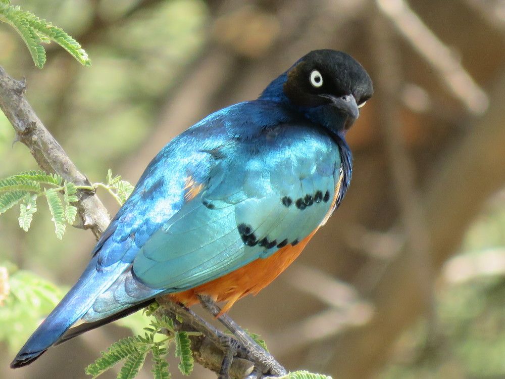 Birds photograph