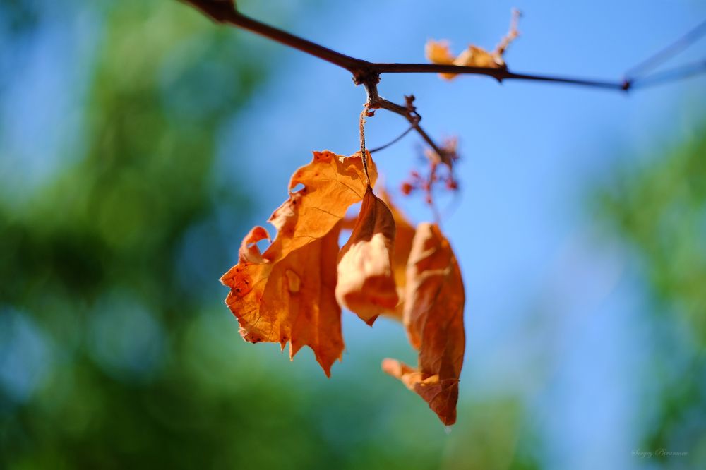 Photograph by Сергей Парантаев