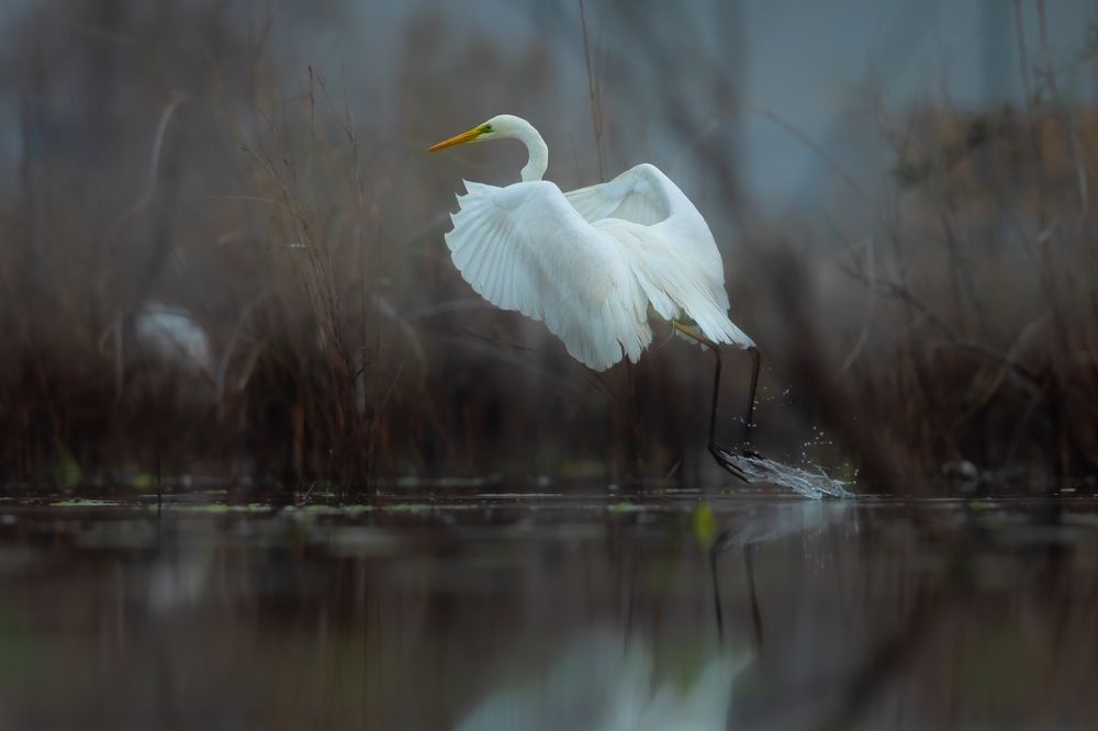 Фотография автора Acharya Niranjan