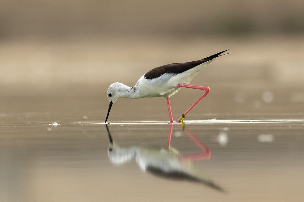 Фотография автора Acharya Niranjan