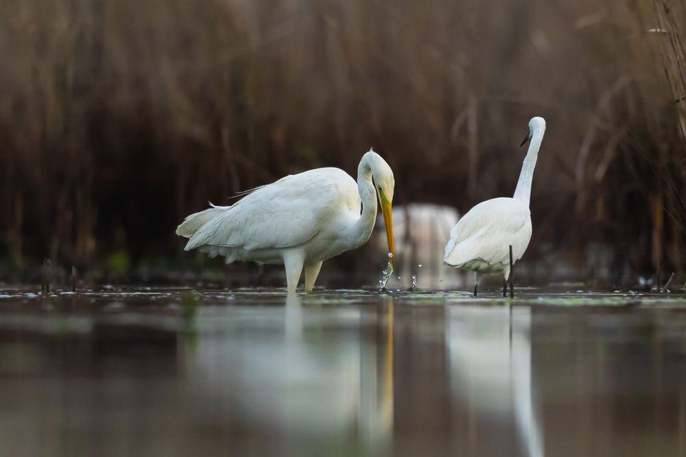 Фотография автора Acharya Niranjan