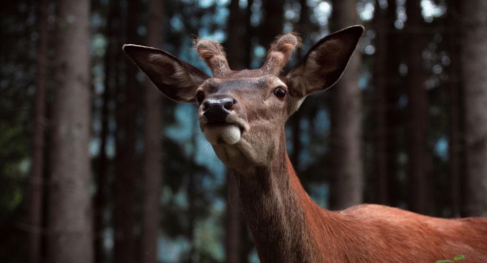 Photograph by Катарина Коземерчак