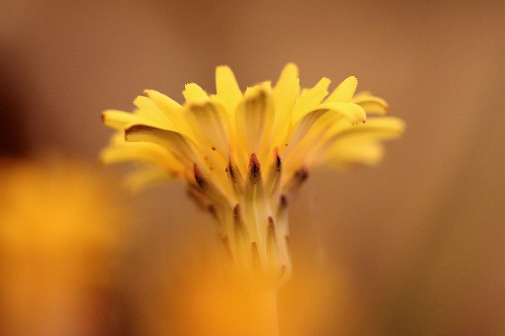 Macro flower