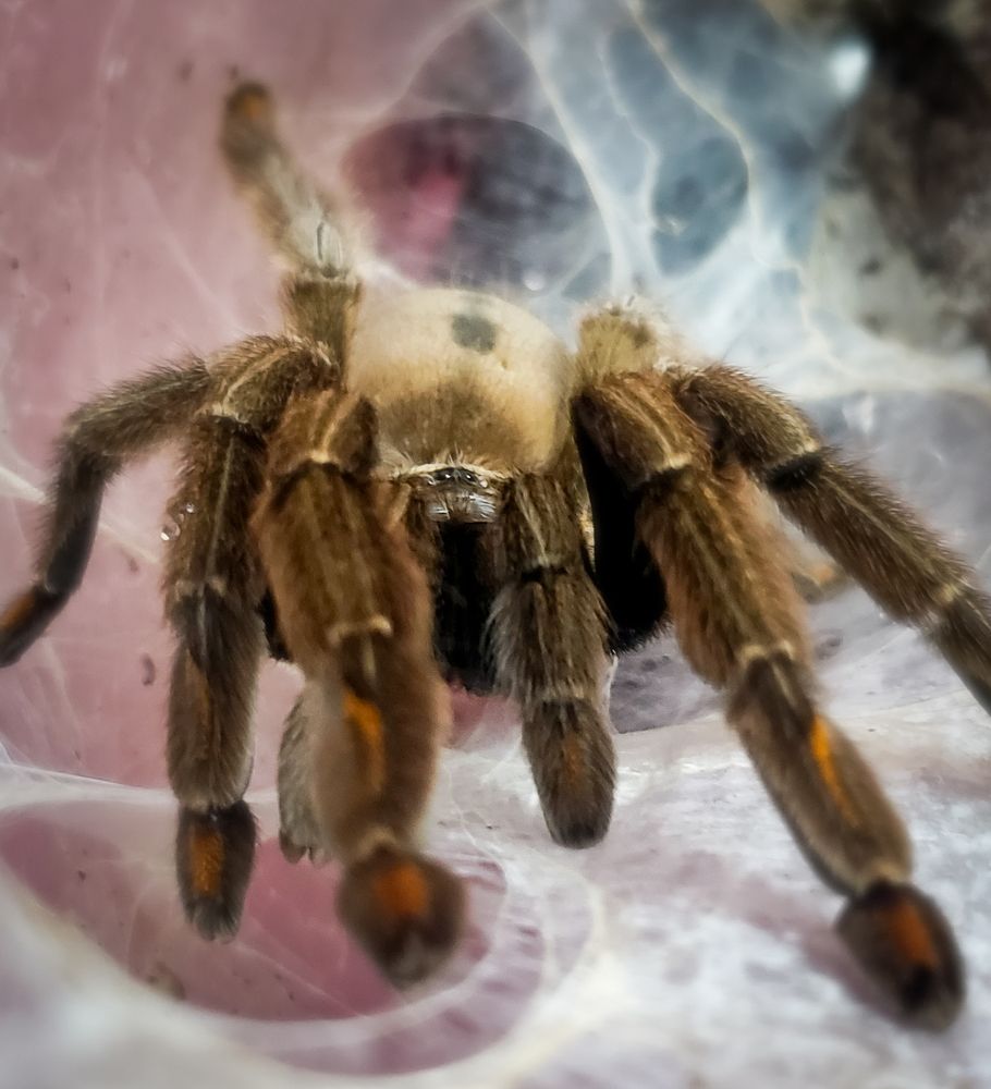 Tarantula Arboria