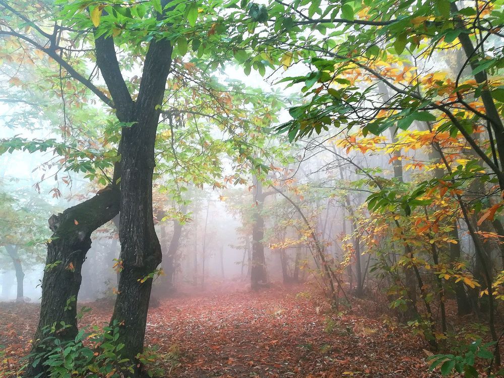 Photograph by Carlo Rondinone