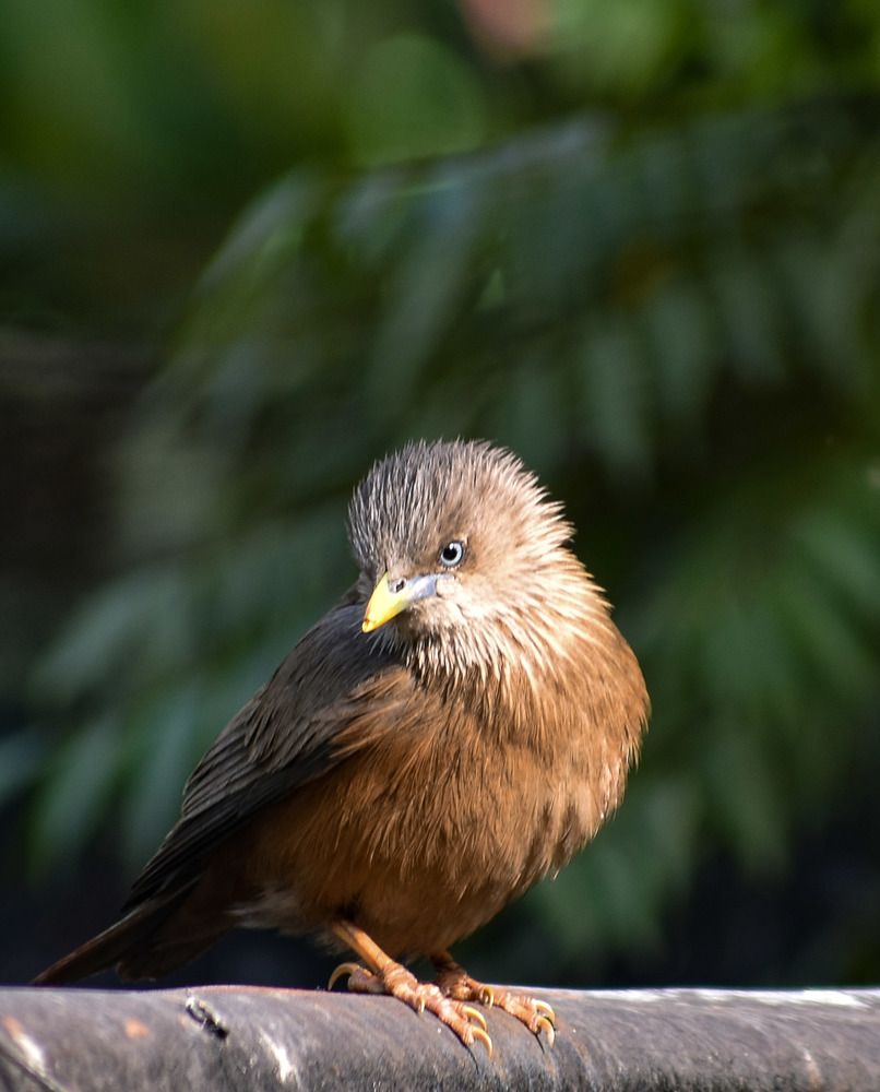 Photograph by Kamal Bhattacharjya