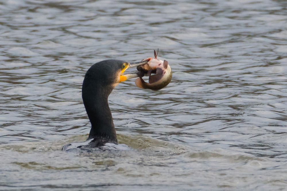Баклан с добычей.