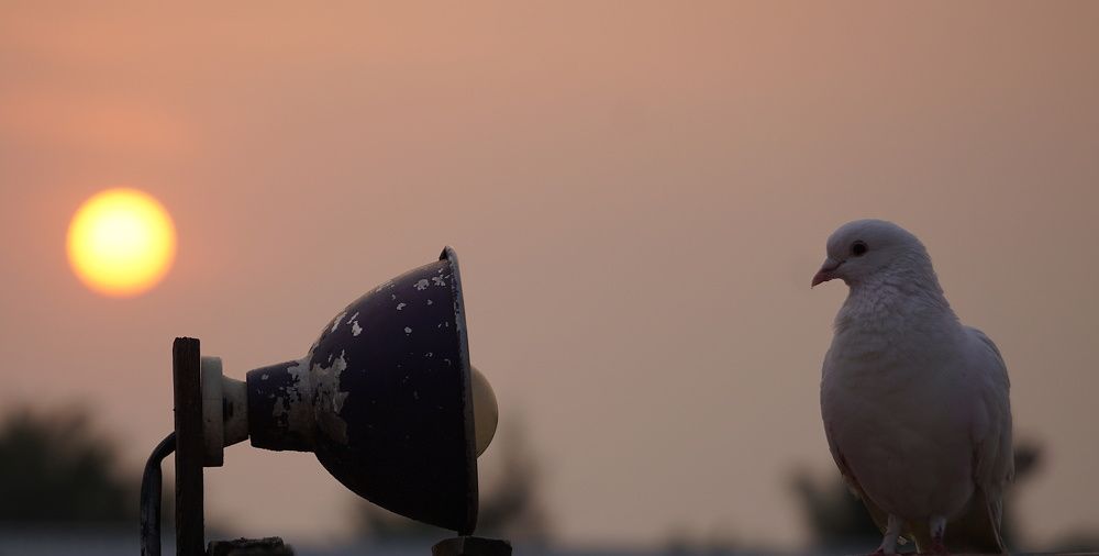 Photograph by Prabhu Viswanathan