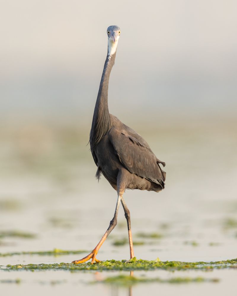 Фотография автора Acharya Niranjan