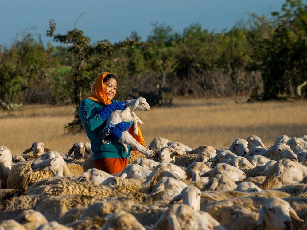 Woman and herd of sheep.