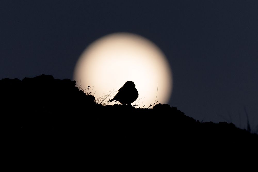 Photograph by Massimo Tamajo