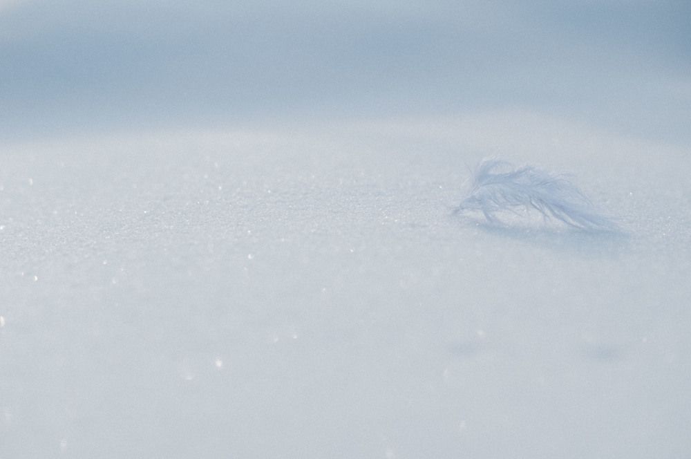 Photograph by Светлана