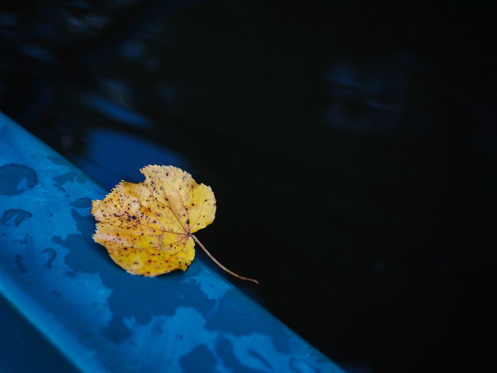 Фотография автора Елена Бурцева