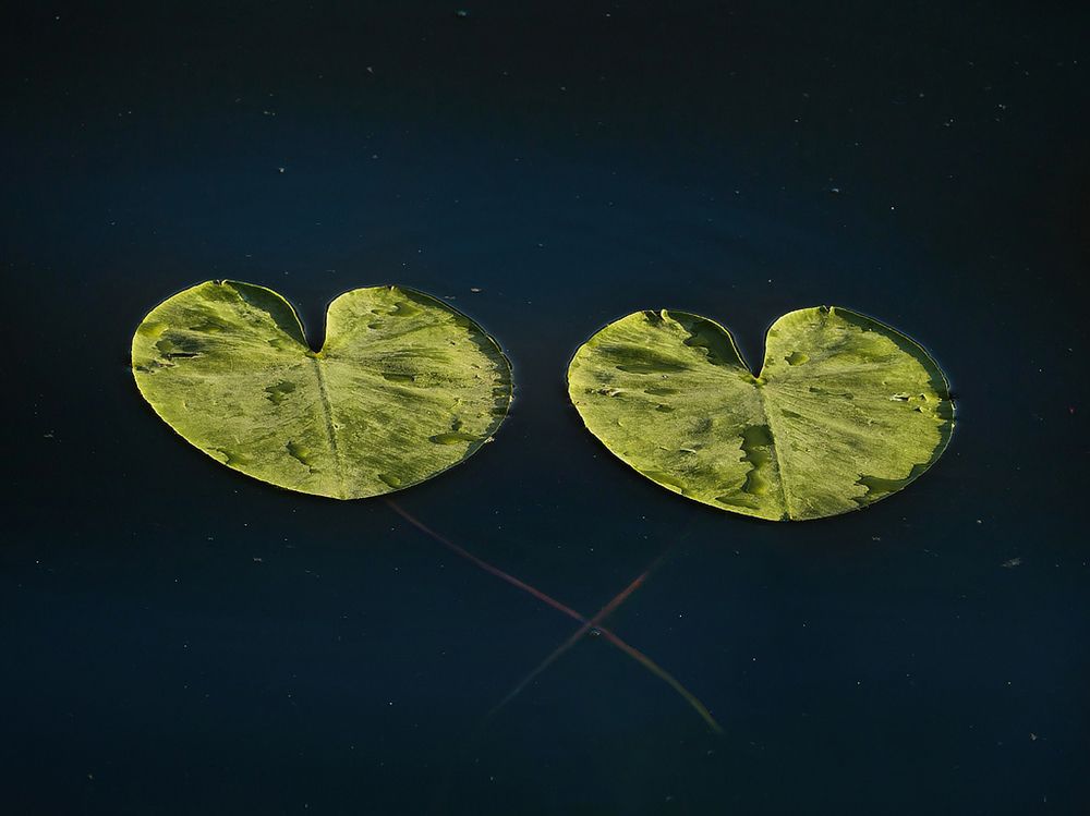 Фотография автора Елена Бурцева