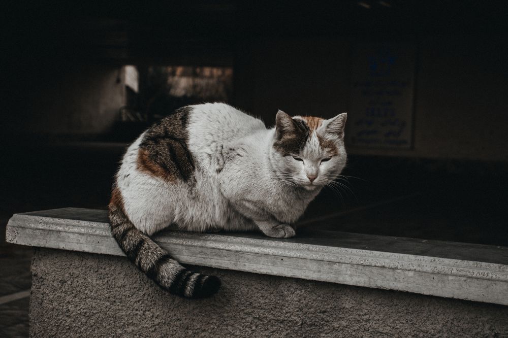 Photograph by Pegah Karimi Farah