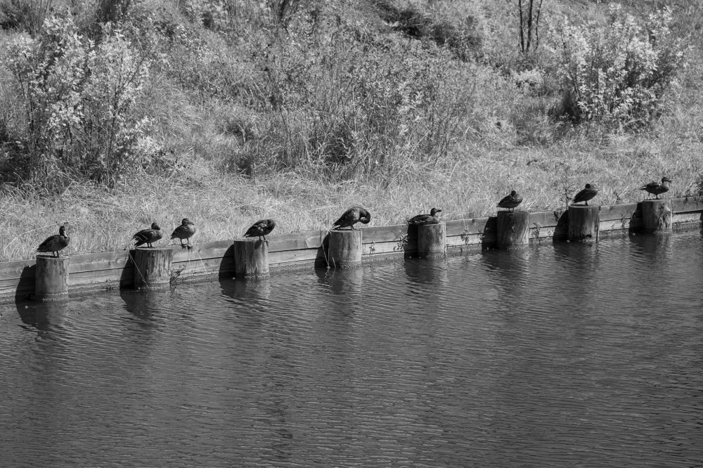 Photograph by Svetlana Karnauh Карнаух