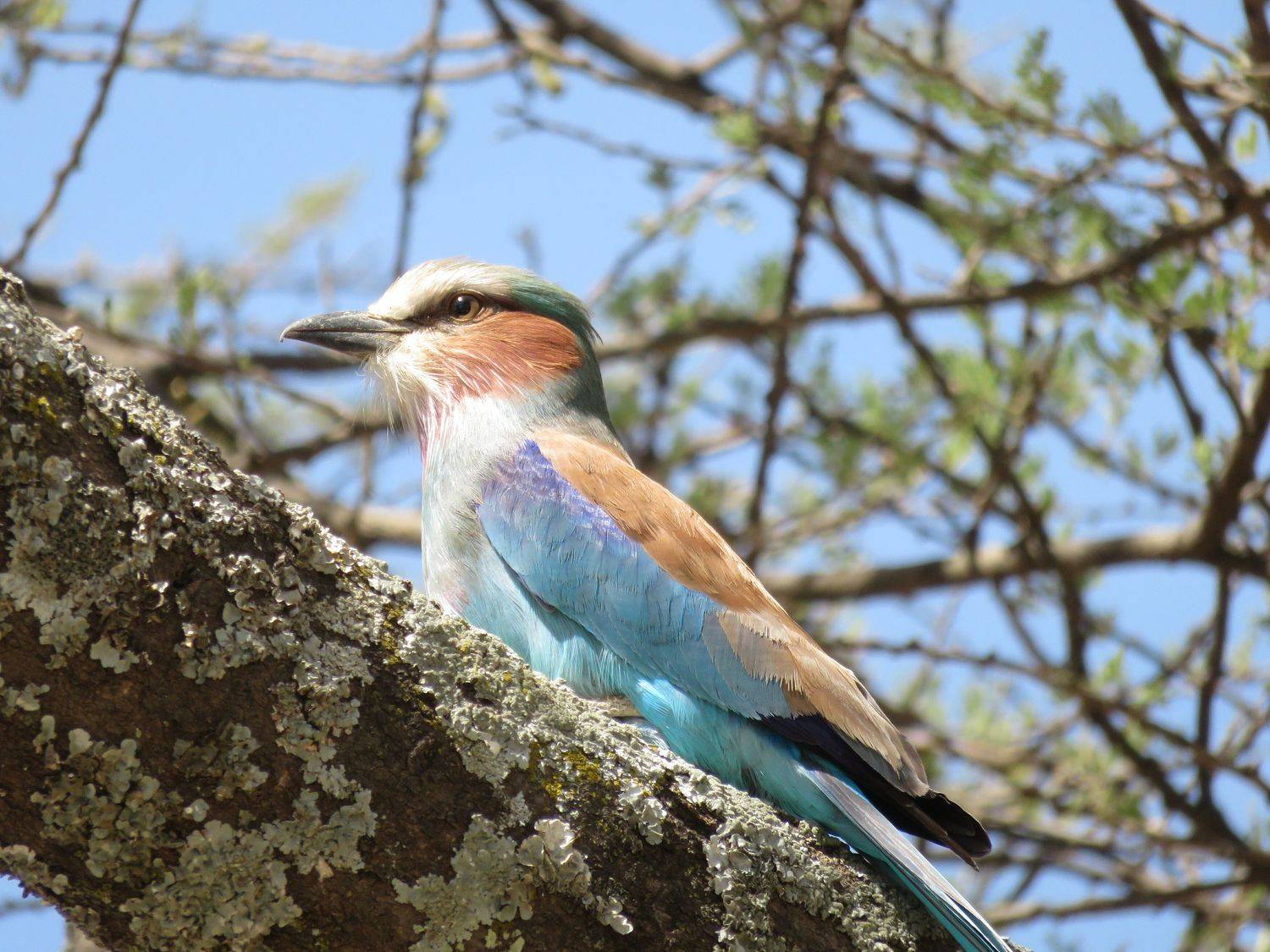 Birds photograph