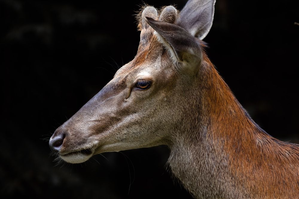 Photograph by Катарина Коземерчак