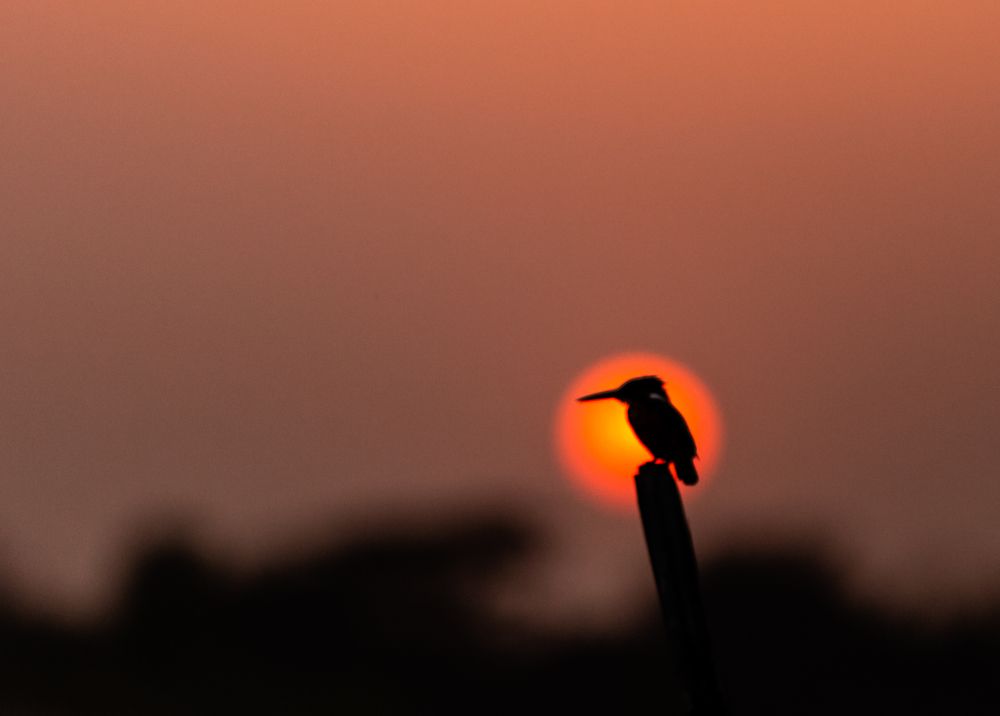 Photograph by Md Matiur Rahman