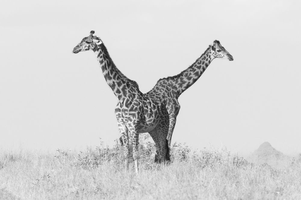 Фотография автора Subi Sridharan