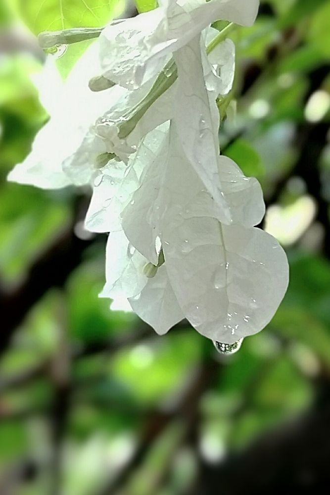 Photograph by Sudipta Das