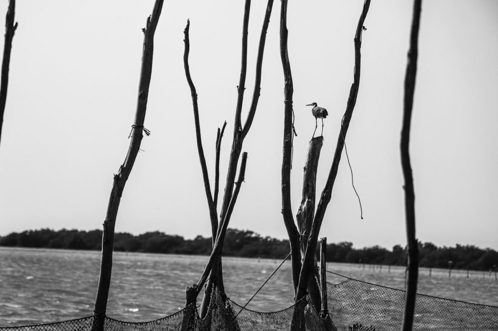 Photograph by Mohammad hasan Raziabadi