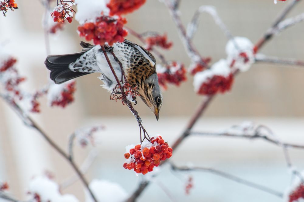 Photograph by Новиков Владимир