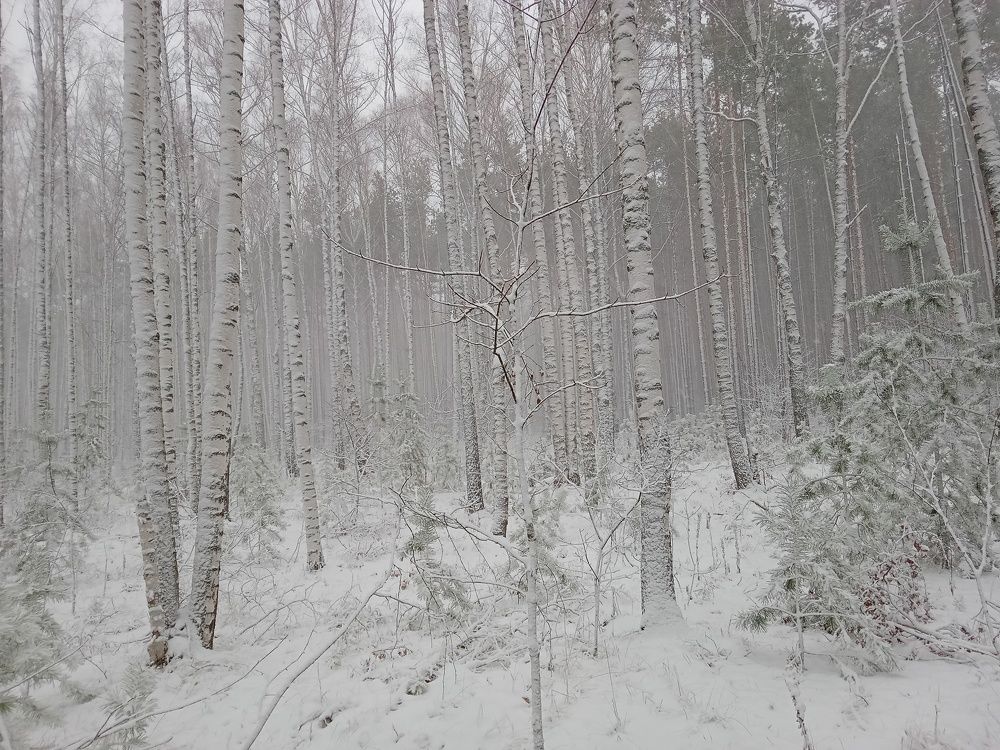 Photo #7435581