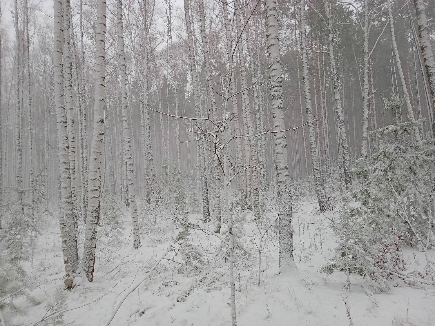 Photo #7435581