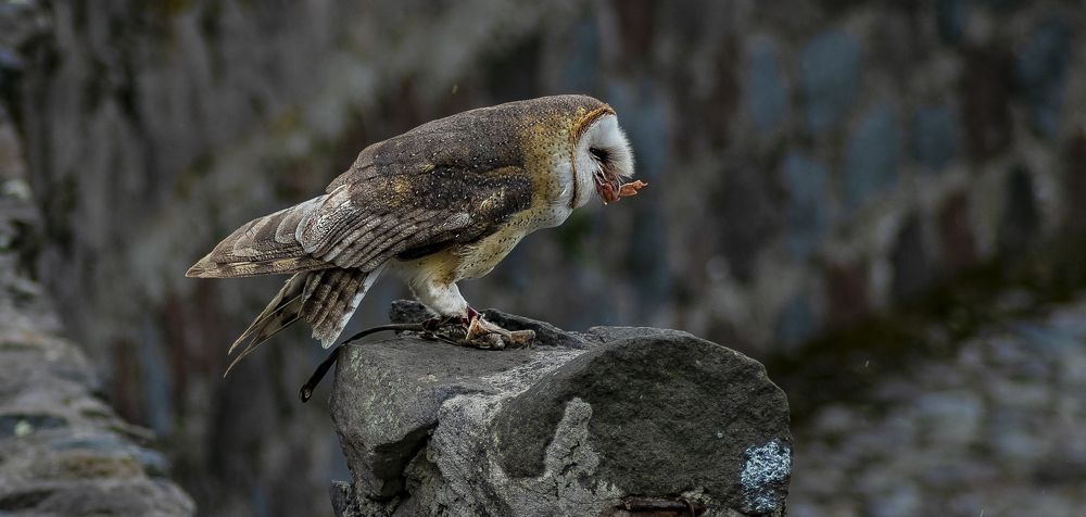 Photograph by Yauri Anrango