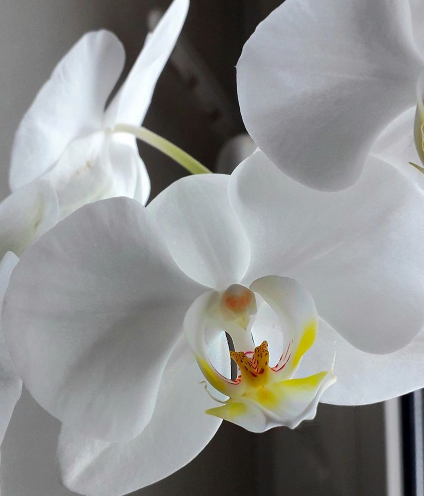 Крылья ангела