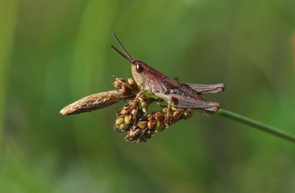 Photograph by Bruno Kaurinović
