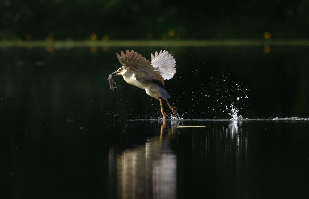 Photograph by Bruno Kaurinović