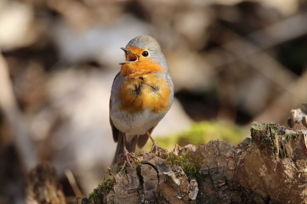 Photograph by Bruno Kaurinović