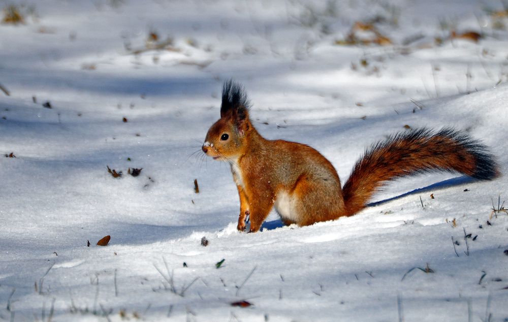 Фотография автора Антип